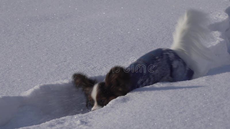 De Papillonhond maakt moedig zijn manier door de sneeuw in de winter de video van de voorraadlengte parkeren