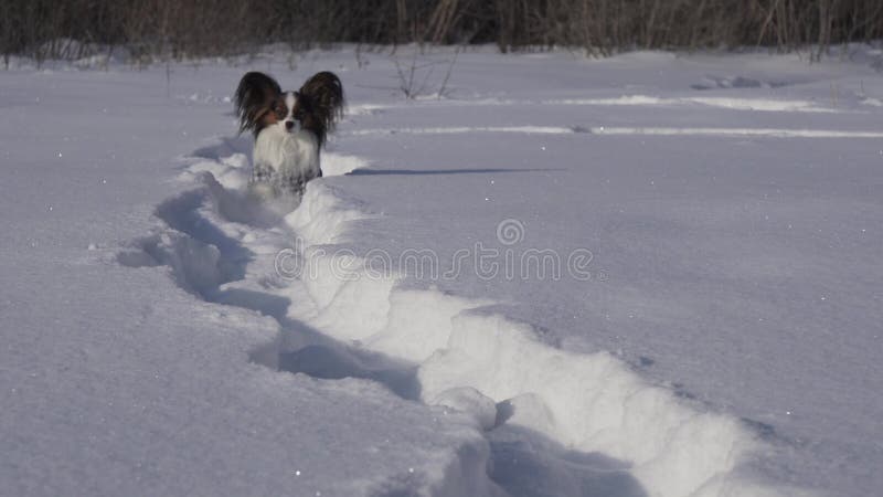 De Papillonhond maakt moedig zijn manier door de sneeuw in de winter de video van de voorraadlengte parkeren