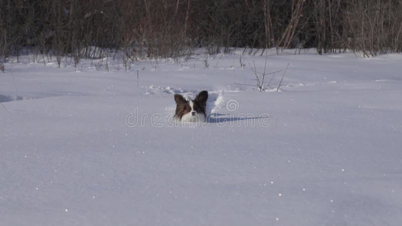 De Papillonhond maakt moedig zijn manier door de sneeuw in de winter de video van de voorraadlengte parkeren