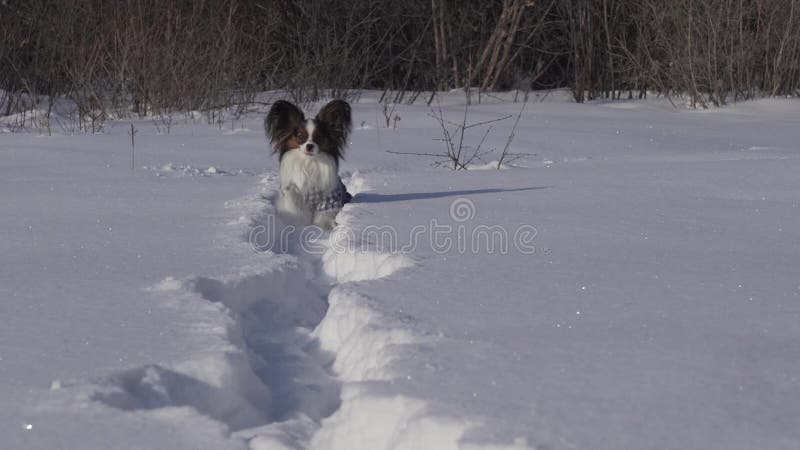 De Papillonhond maakt moedig zijn manier door de sneeuw in de winter de video van de voorraadlengte parkeren