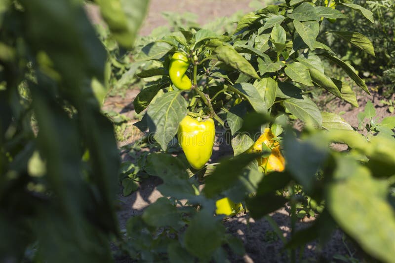De Paprika, Het Groeien, Moestuin, Groeit, Plant, Voedsel, Gard Stock