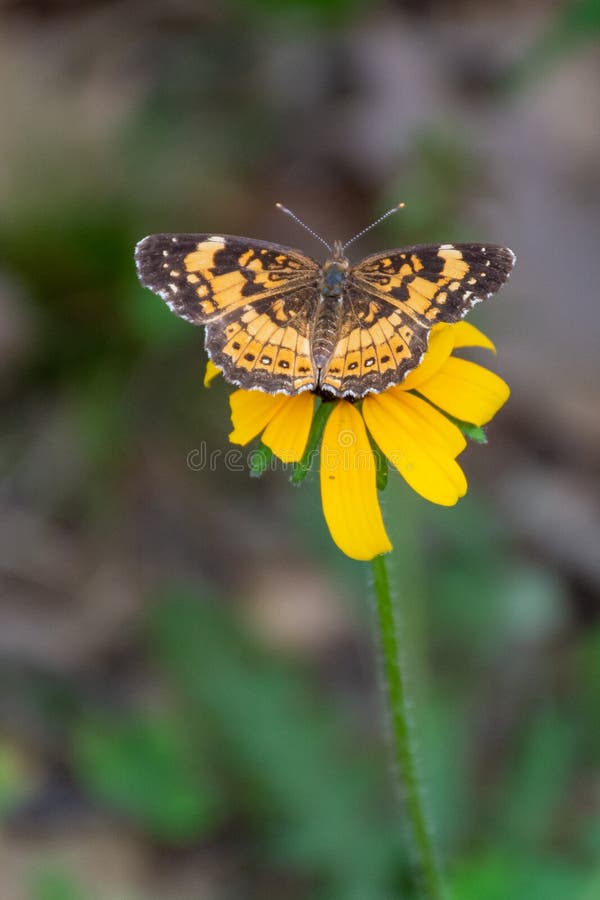 De parelhalsbloemige Phyciodes tharos butterfly perste op een gele bloem in Ontario, Canada stock fotografie De parelhalsbloemige Phyciodes tharos butterfly perste op een gele bloem in Ontario, Canada stock fotografie