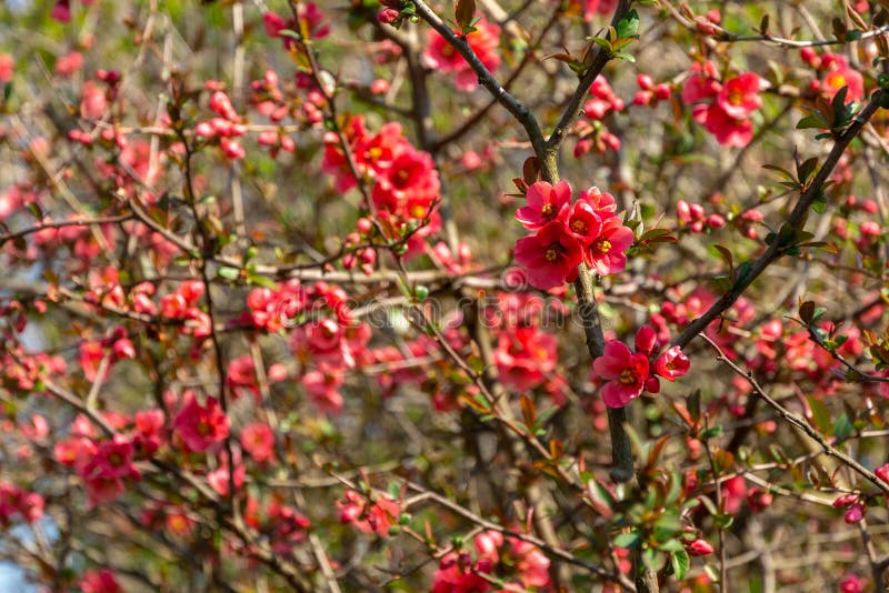 De partij van rode bloemen Japanse kweepeer of Chaenomeles-japonica behandelde takken op vage tuinachtergrond De zonnige dag van royalty-vrije stock afbeelding De partij van rode bloemen Japanse kweepeer of Chaenomeles-japonica behandelde takken op vage tuinachtergrond De zonnige dag van royalty-vrije stock afbeelding