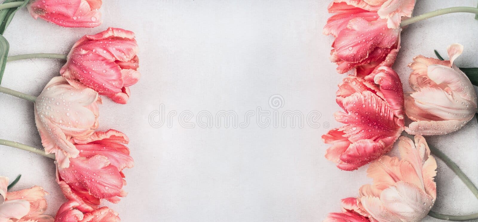 De pastelkleurtulpen bloeit met waterdalingen, hoogste mening, kader of banner Lay-out of de lentegroetkaart voor Moedersdag, ver De pastelkleurtulpen bloeit met waterdalingen, hoogste mening, kader of banner Lay-out of de lentegroetkaart voor Moedersdag, ver