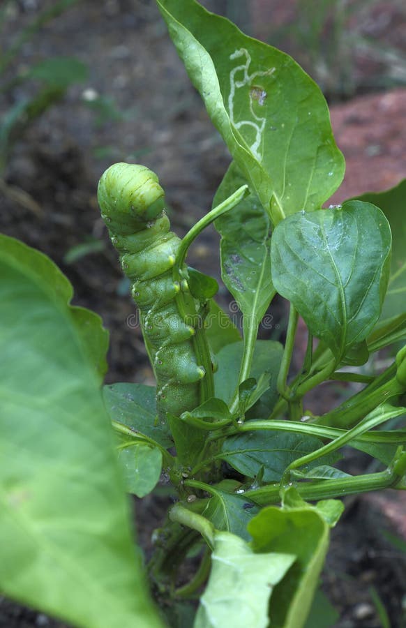 De peperbladeren en stam van de tomaten hornworms beet royalty-vrije stock afbeeldingen