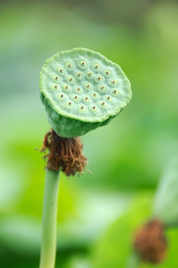 Lotuszaadpeul royalty-vrije stock foto