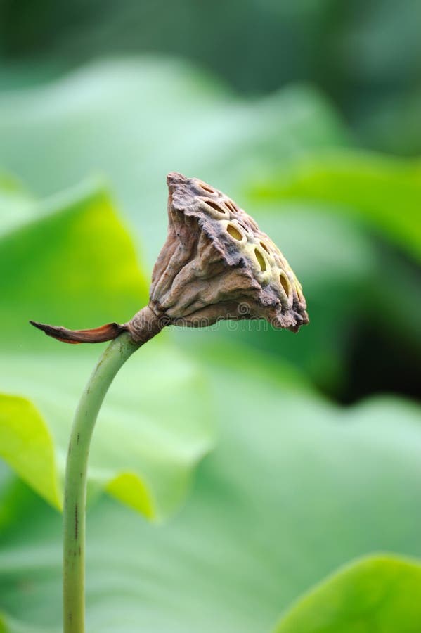 Lotuszaadpeul royalty-vrije stock afbeelding