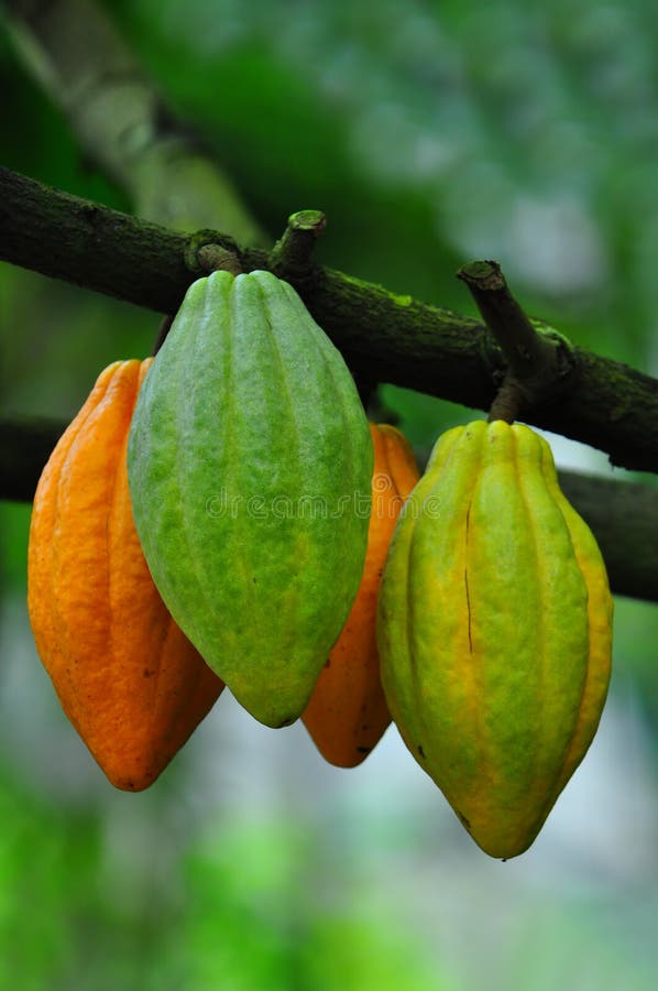 De peulen van de cacao