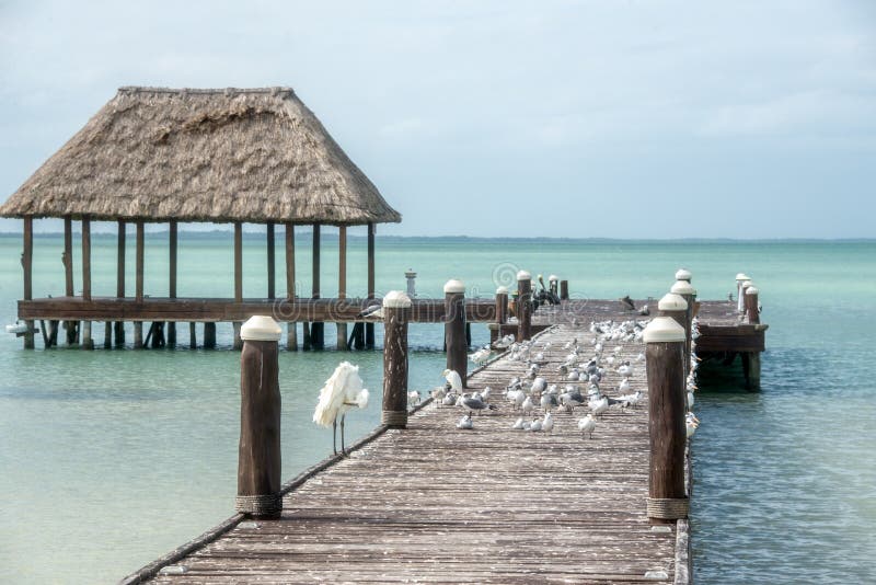 De Pijler van houten en Hutpalapa met segals en vogels Holbox, Tropica stock foto De Pijler van houten en Hutpalapa met segals en vogels Holbox, Tropica stock foto