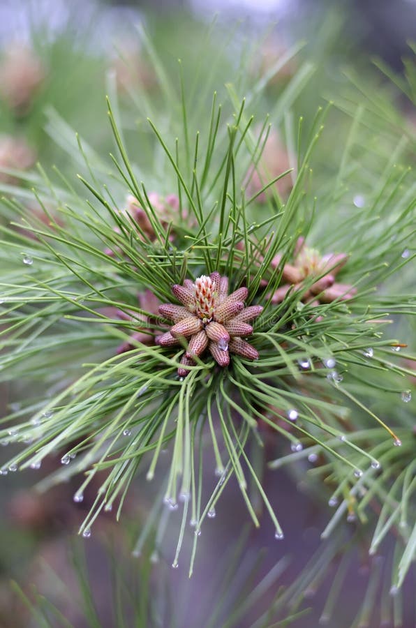 De pijnboom bloeit dicht omhoog De lente die in het bospijnboomstuifmeel bloeien stock foto De pijnboom bloeit dicht omhoog De lente die in het bospijnboomstuifmeel bloeien stock foto