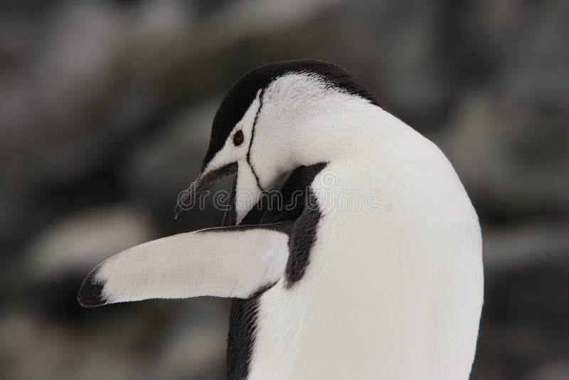 De Pinguïn Antarctica van Chinstrap royalty-vrije stock foto's De Pinguïn Antarctica van Chinstrap royalty-vrije stock foto's
