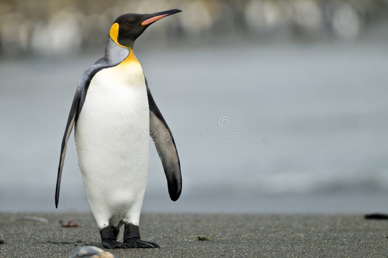De Pinguïn die van de koning zich op het Strand bevindt stock foto De Pinguïn die van de koning zich op het Strand bevindt stock foto