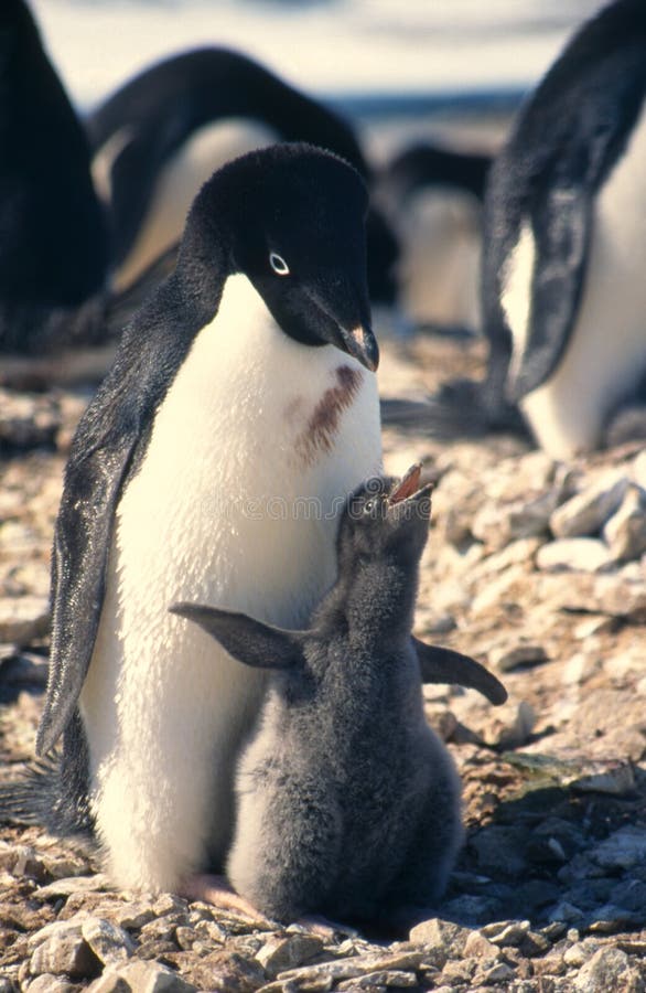 De Pinguïn en het Kuiken van Adelie stock foto De Pinguïn en het Kuiken van Adelie stock foto