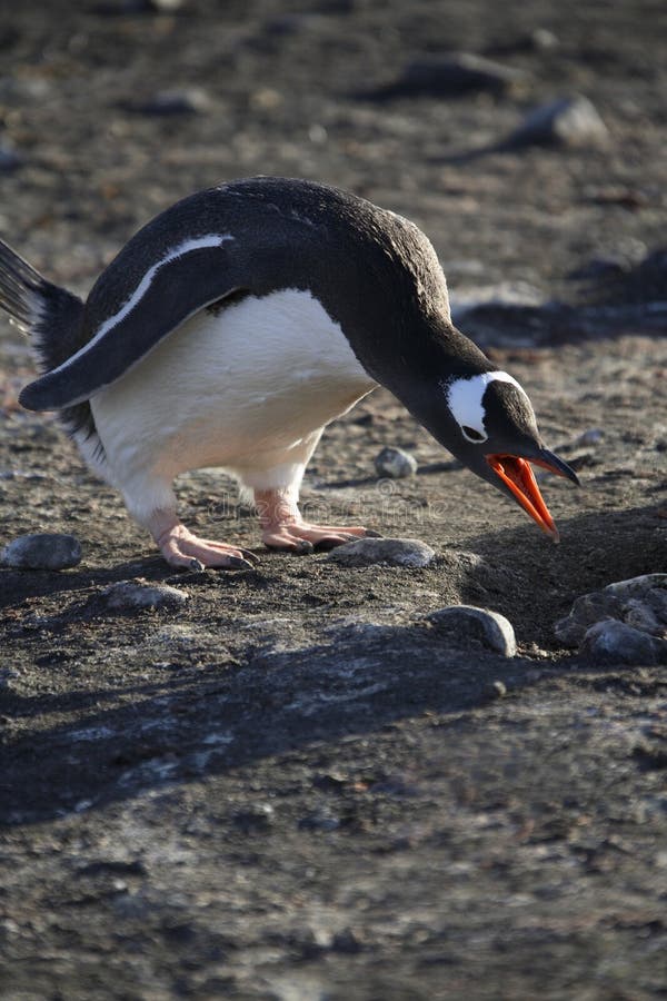 De Pinguïn van Gentoo - Antarctica royalty-vrije stock foto's De Pinguïn van Gentoo - Antarctica royalty-vrije stock foto's