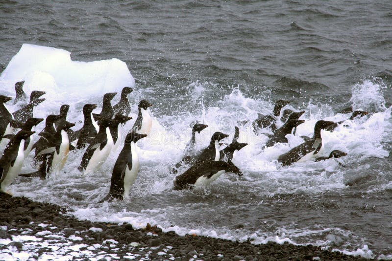 De pinguïnen van Adelie, die in de oceaan springen stock foto De pinguïnen van Adelie, die in de oceaan springen stock foto