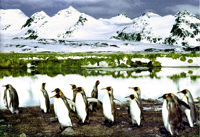 De Pinguïnen van de koning royalty-vrije stock afbeelding De Pinguïnen van de koning royalty-vrije stock afbeelding