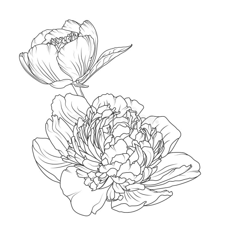 De pioen nam bloemen isoleerde zwarte witte schets toe stock illustratie De pioen nam bloemen isoleerde zwarte witte schets toe stock illustratie