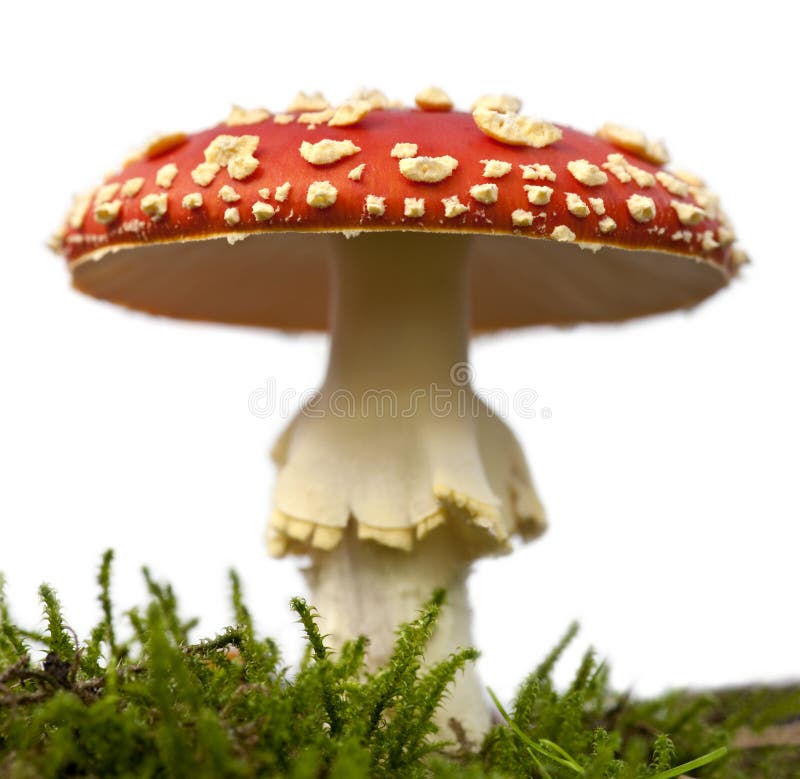 Fly agaric or fly Amanita mushroom, Amanita muscaria, in front of white background. Fly agaric or fly Amanita mushroom, Amanita muscaria, in front of white background