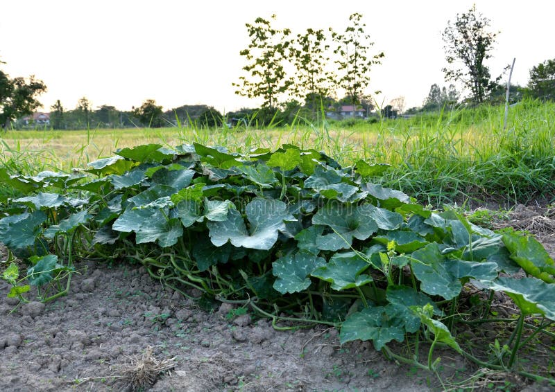 Download De Plantaardige Landbouwers Van Thailand Stock Foto - Afbeelding bestaande uit noordelijk, thailand: 54079550