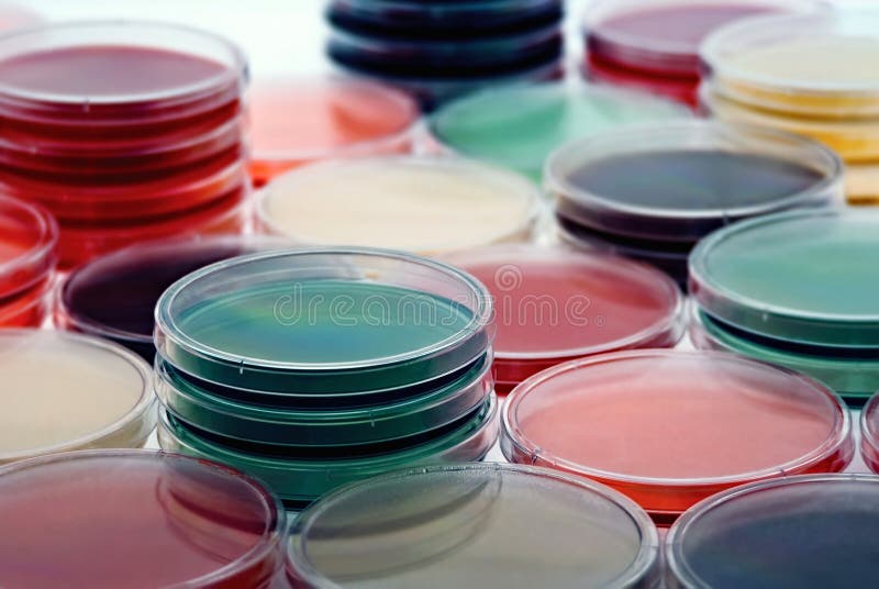 Petri dishes with culture medium. Petri dishes with culture medium