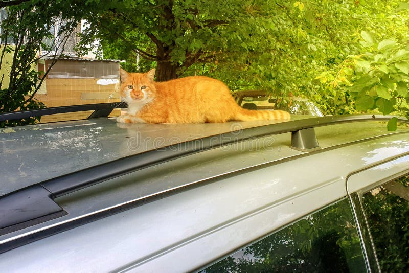 De pluizige rode kat ligt op het zilveren dak van de auto stock afbeelding De pluizige rode kat ligt op het zilveren dak van de auto stock afbeelding