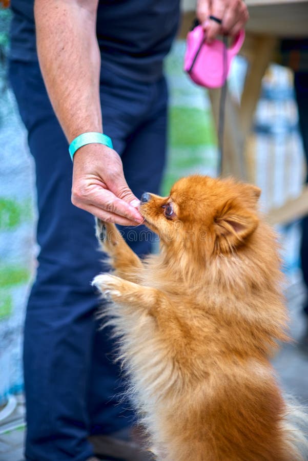 De Pomeranianhond, Spitz eet met een mannelijke menselijke hand, op terrac royalty-vrije stock foto De Pomeranianhond, Spitz eet met een mannelijke menselijke hand, op terrac royalty-vrije stock foto