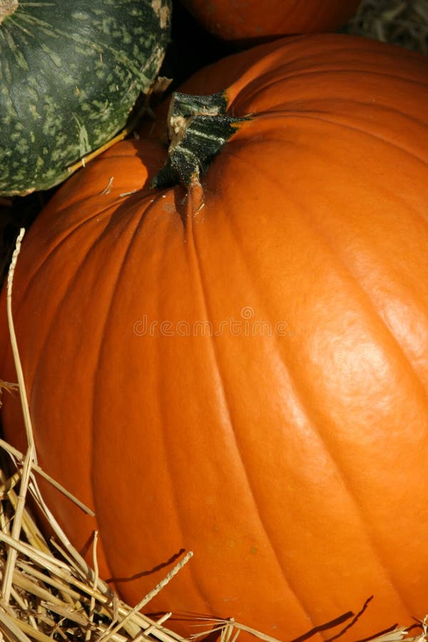 Pumpkin close up, Halloween and Thanksgiving decor. Pumpkin close up, Halloween and Thanksgiving decor