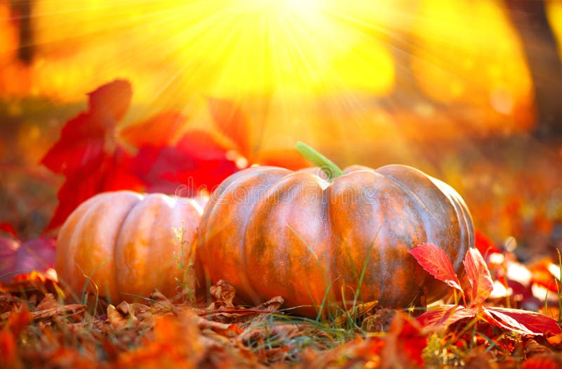 De pompoenen van de herfsthalloween Oranje pompoenen over aardachtergrond stock fotografie De pompoenen van de herfsthalloween Oranje pompoenen over aardachtergrond stock fotografie