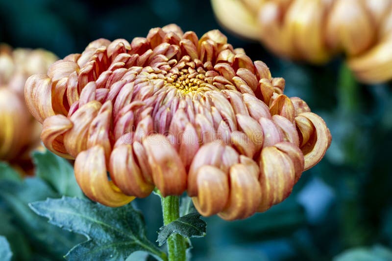 De pompon van chrysantenindicum van oranje bloem stock foto's De pompon van chrysantenindicum van oranje bloem stock foto's