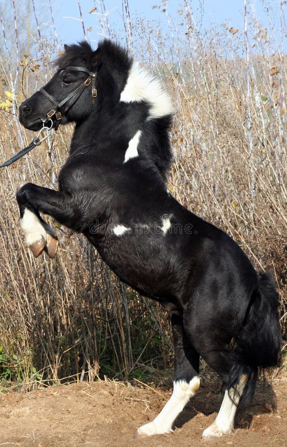 Shetland pony royalty-vrije stock afbeelding