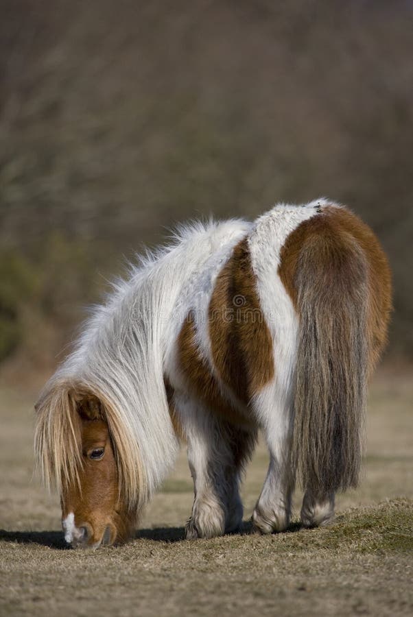 Shetland Pony stock foto