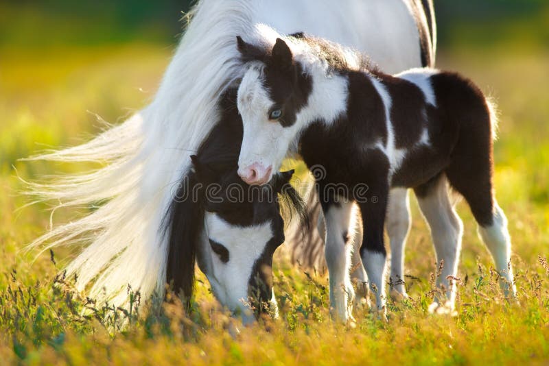 Shetlandpony met veulen royalty-vrije stock fotografie