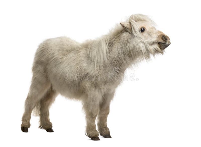De Poney van Shetland op wit wordt geïsoleerd dat stock foto De Poney van Shetland op wit wordt geïsoleerd dat stock foto