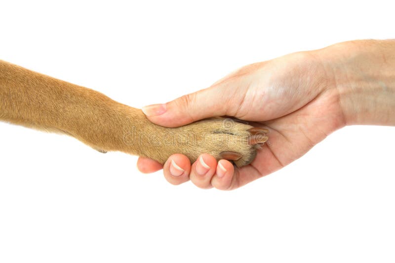 De poot van de hond en menselijke handhanddruk, Vriendschap royalty-vrije stock foto's De poot van de hond en menselijke handhanddruk, Vriendschap royalty-vrije stock foto's