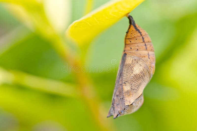 mei premier schuur De pop van de vlinder stock afbeelding. Image of dier - 15659789