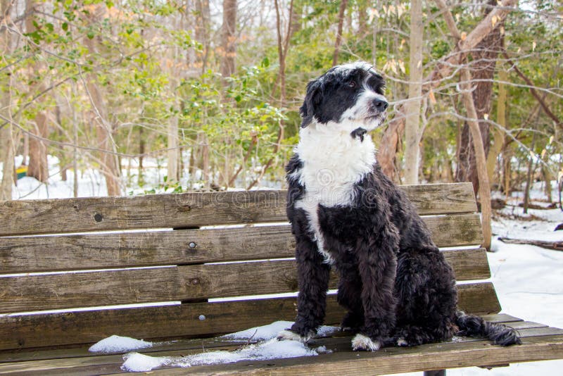 De Portugese Hond van het Water stock afbeelding De Portugese Hond van het Water stock afbeelding