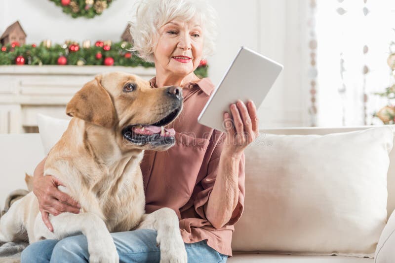 Read with me. Elegant senior lady is holding modern tablet while sitting on sofa with her Labrador on knee. Copy space in the right side. Read with me. Elegant senior lady is holding modern tablet while sitting on sofa with her Labrador on knee. Copy space in the right side