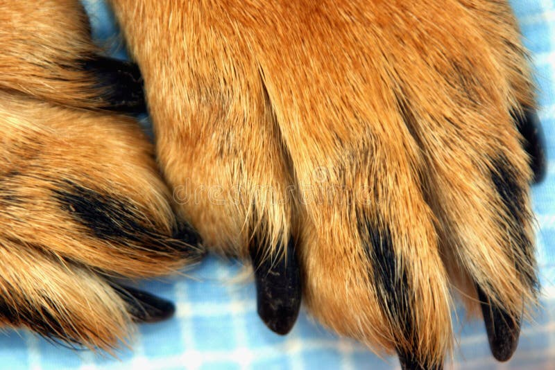 Hondenpoten royalty-vrije stock fotografie