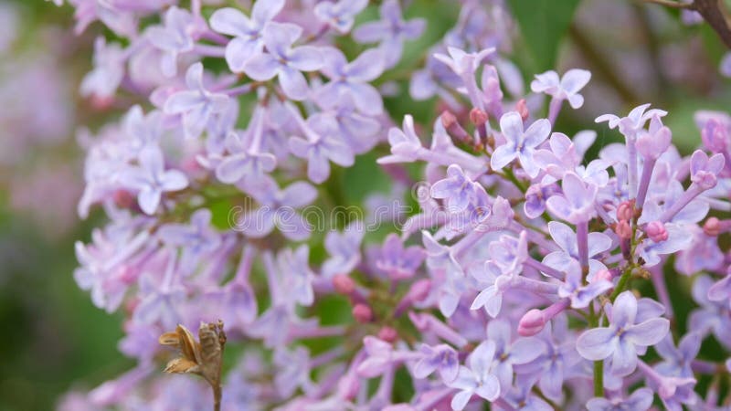 De prachtige paarse lilac-bloesem-boom bloeit in het stadspark in de lente Geselecteerde focus Achtergrond vervagen