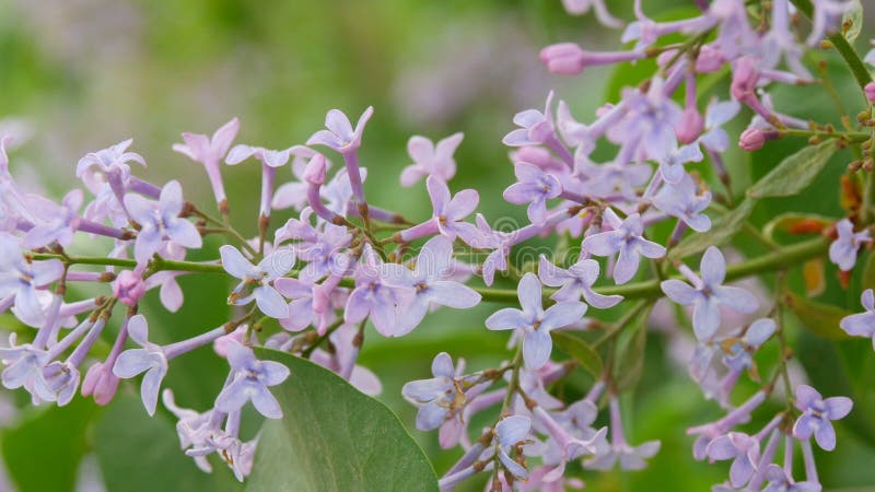 De prachtige paarse lilac-bloesem-boom bloeit in het stadspark in de lente Geselecteerde focus Achtergrond vervagen