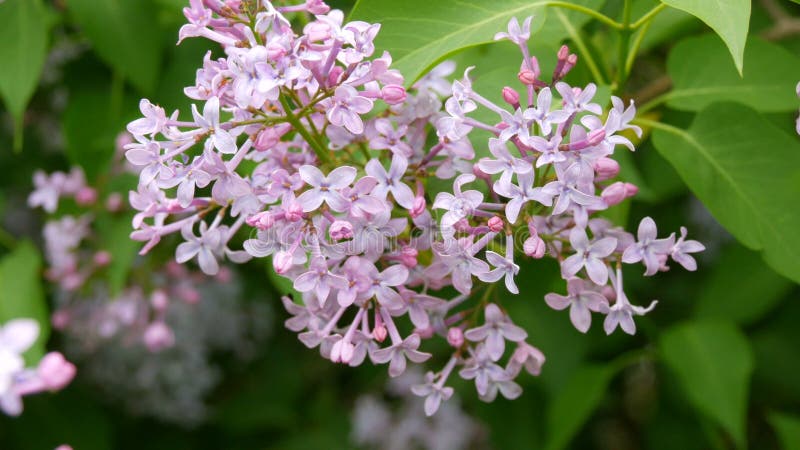 De prachtige paarse lilac-bloesem-boom bloeit in het stadspark in de lente Geselecteerde focus Achtergrond vervagen