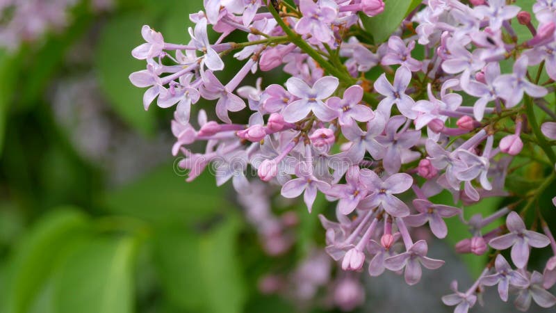 De prachtige paarse lilac-bloesem-boom bloeit in het stadspark in de lente Geselecteerde focus Achtergrond vervagen