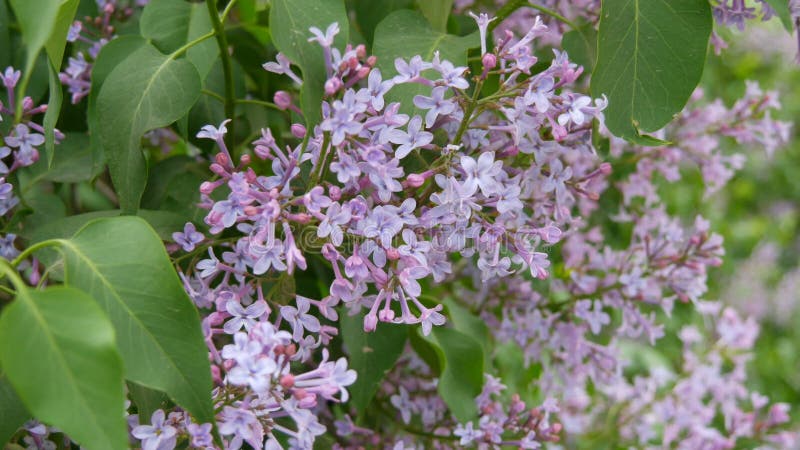 De prachtige paarse lilac-bloesem-boom bloeit in het stadspark in de lente Geselecteerde focus Achtergrond vervagen