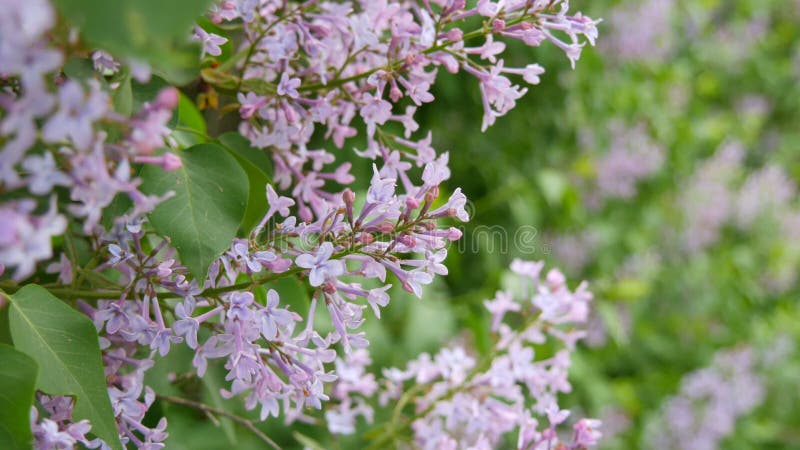 De prachtige paarse lilac-bloesem-boom bloeit in het stadspark in de lente Geselecteerde focus Achtergrond vervagen