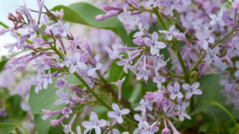 De prachtige paarse lilac-bloesem-boom bloeit in het stadspark in de lente Geselecteerde focus Achtergrond vervagen