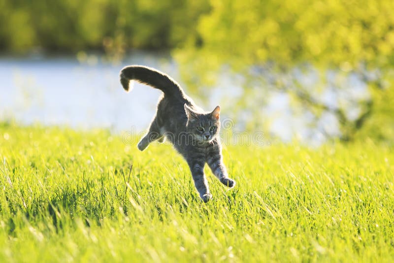 De pret die van de gestreepte katkat op groene weide in Zonnige dag lopen stock fotografie De pret die van de gestreepte katkat op groene weide in Zonnige dag lopen stock fotografie