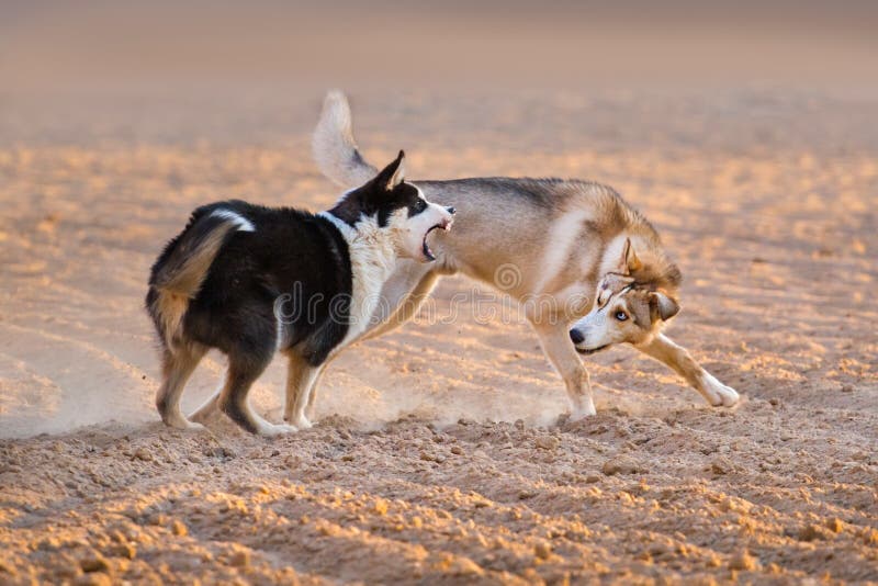 De pret van het hondenspel royalty-vrije stock foto's