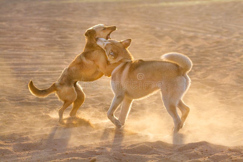 De pret van het hondenspel royalty-vrije stock foto's