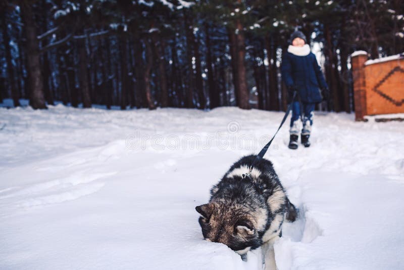 Fun photo like a dog and a boy playing in the winter in the forest. Alaskan Malamute stuck his nose in the snow. Fun photo like a dog and a boy playing in the winter in the forest. Alaskan Malamute stuck his nose in the snow.