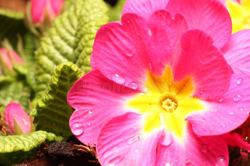 Lente primulabloem royalty-vrije stock afbeelding